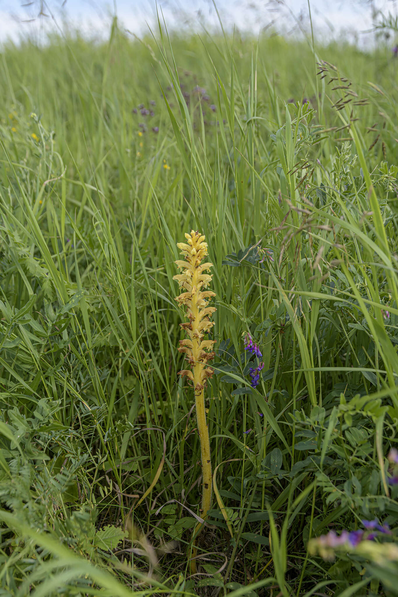 Слика од Orobanche alsatica subsp. libanotidis (Ruprecht) Pusch