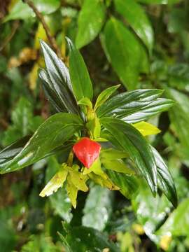 Image of Columnea lepidocaula Hanst.