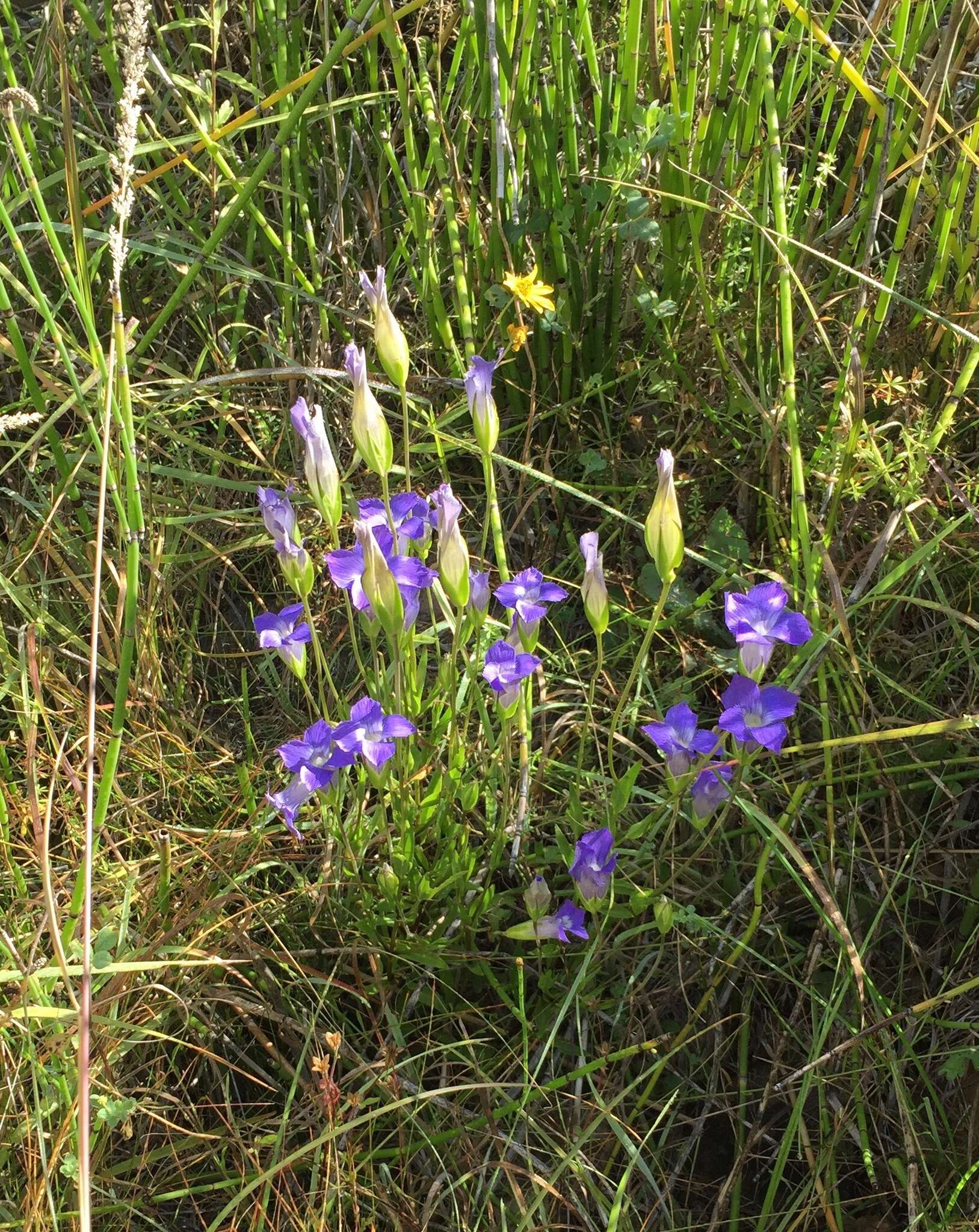 Image of grand fringed gentian