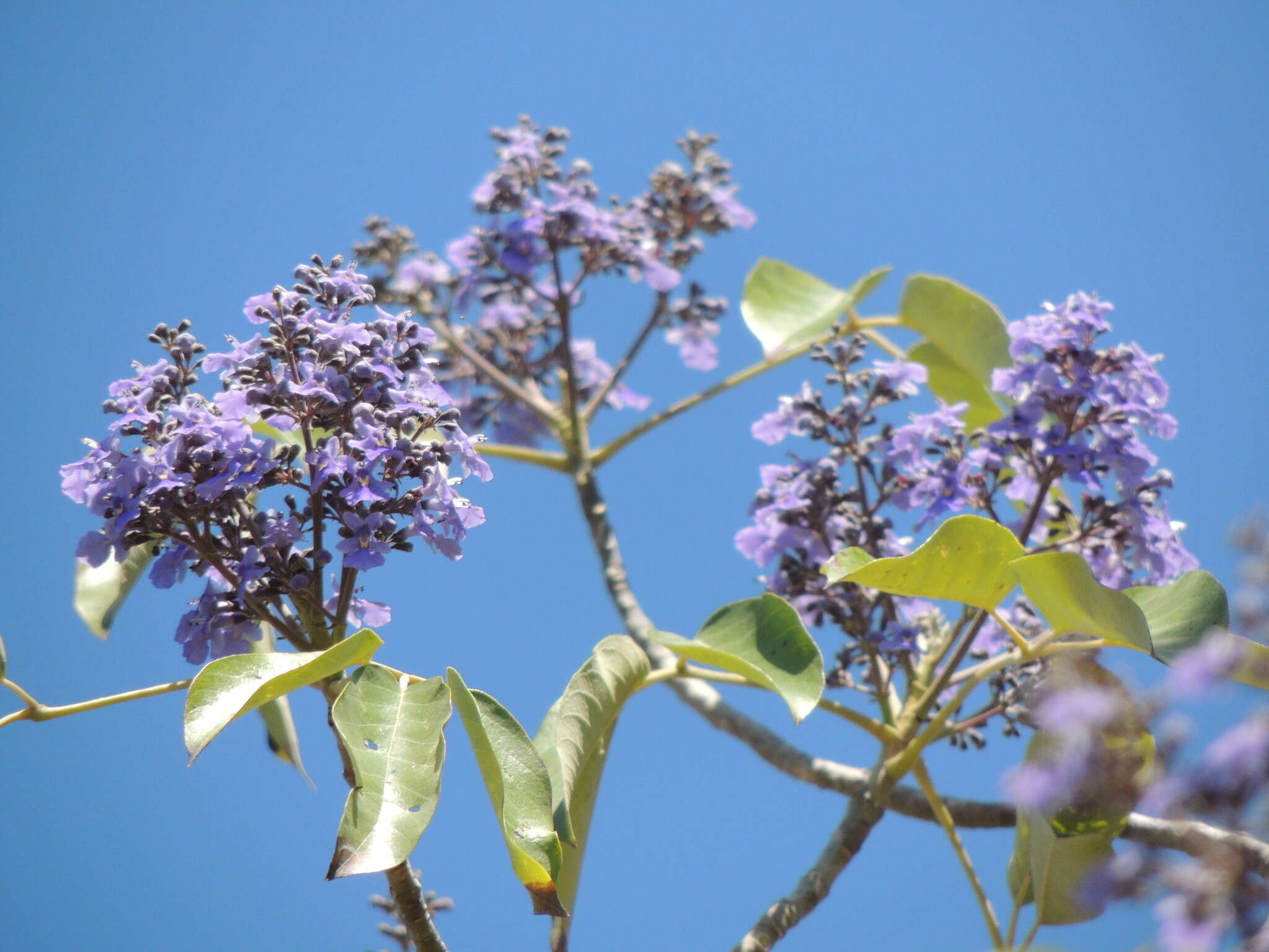 Слика од Vitex gaumeri Greenm.