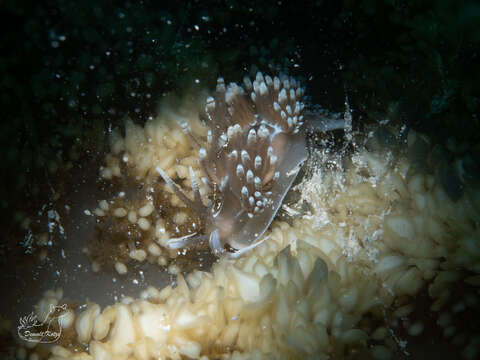 Image of Cassiopea Dondice