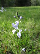 Plancia ëd Nuttallanthus canadensis (L.) D. A. Sutton