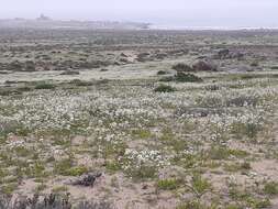 Plancia ëd Schizopetalon maritimum Barnéoud