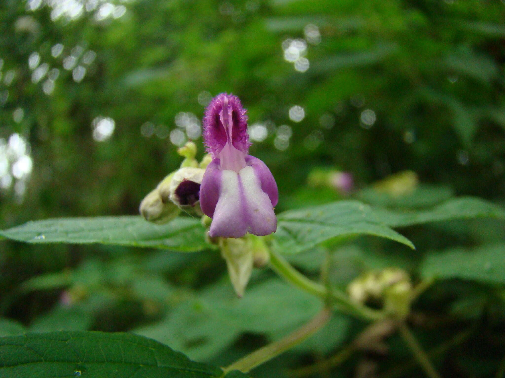 Image of Salvia arenaria A. St.-Hil. ex Benth.