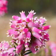 Imagem de Lissanthe strigosa subsp. subulata (R. Br.) J. M. Powell