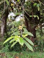 Guatteria oliviformis Donn. Sm.的圖片