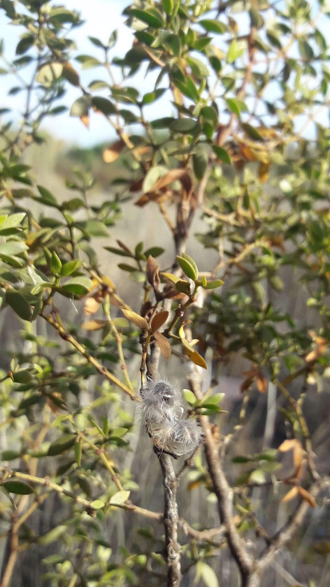 Image de Larrea divaricata Cav.