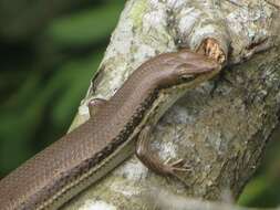 Image of Trachylepis depressa (Peters 1854)