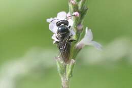 Ceratina cucurbitina (Rossi 1792)的圖片