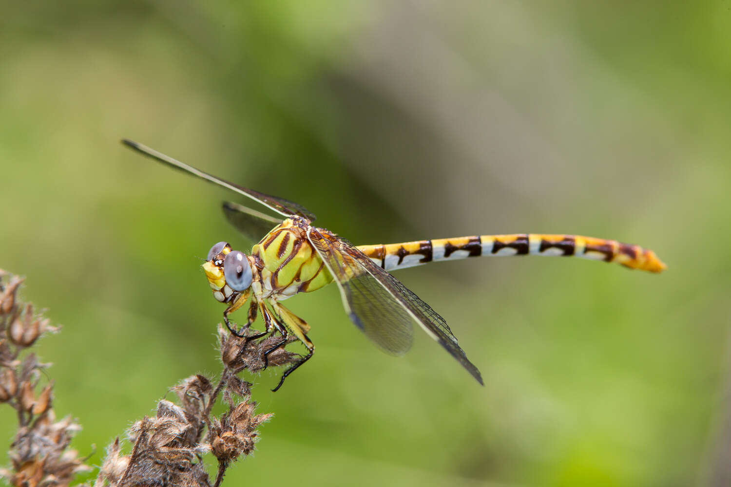 Imagem de Erpetogomphus designatus Hagen ex Selys 1858