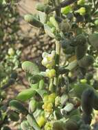 Image of Tetraena alba (L. fil.) Beier & Thulin