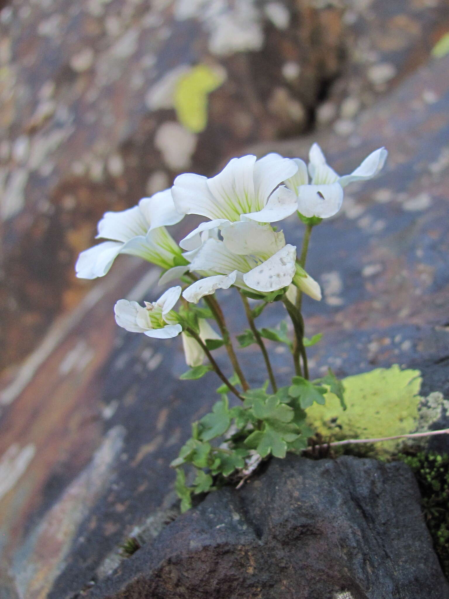 Image of Siberian Saxifrage