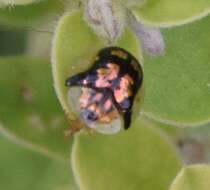 Image of Mottled Tortoise Beetle