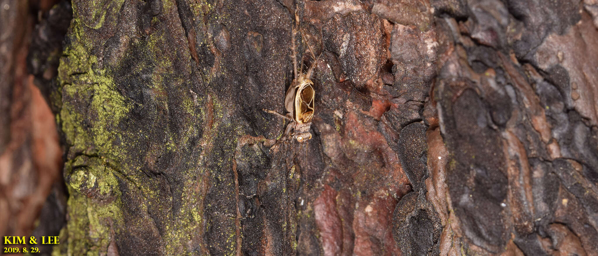 Image of Svistella bifasciata (Shiraki 1911)