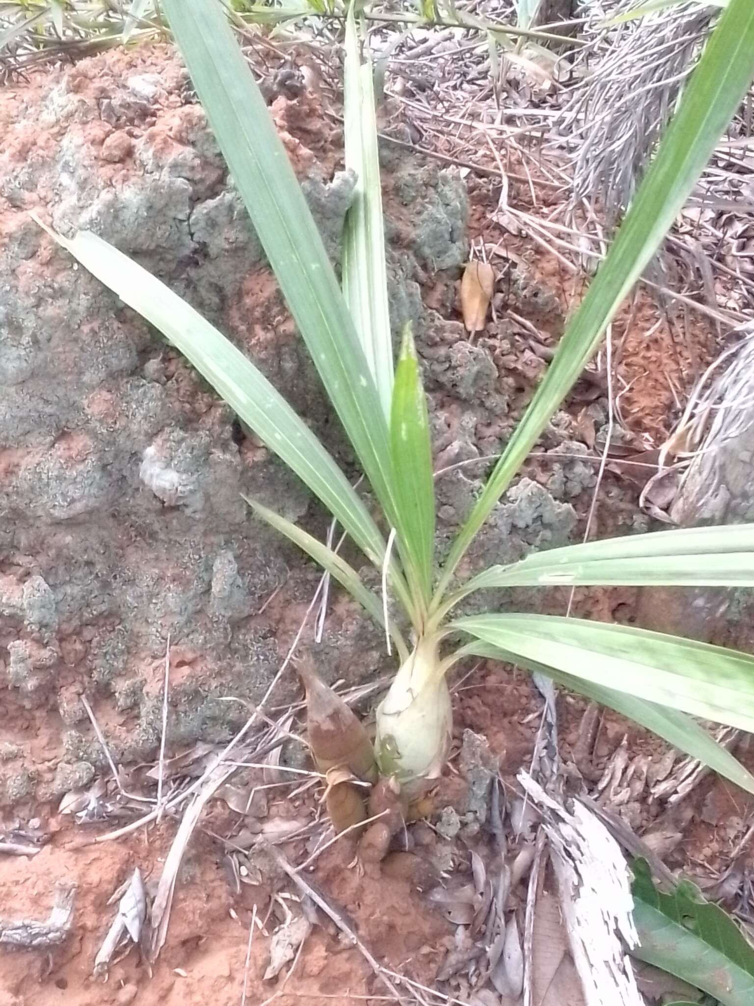 Image of Cyrtopodium eugenii Rchb. fil. & Warm.