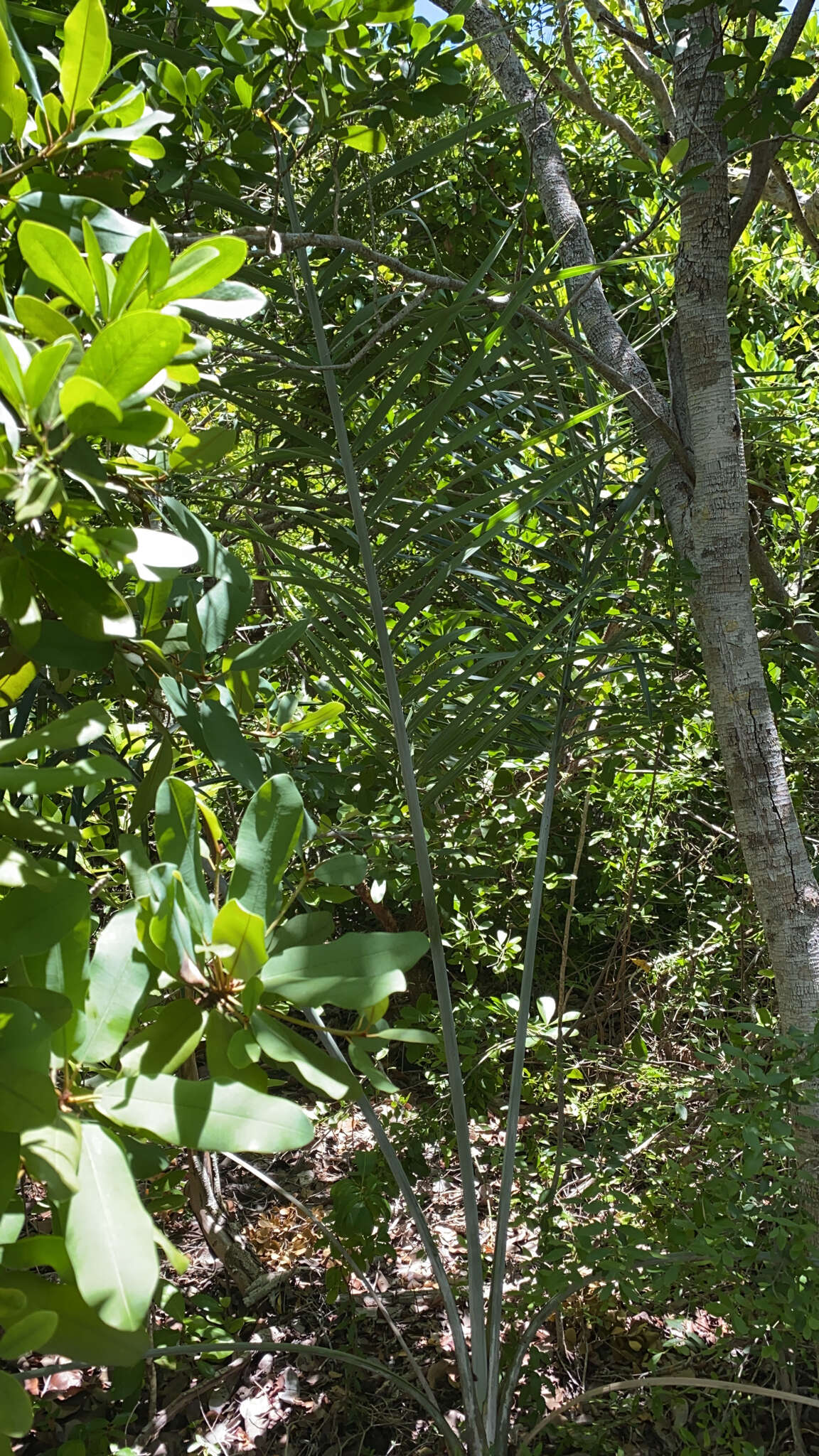 Image of Florida cherry palm