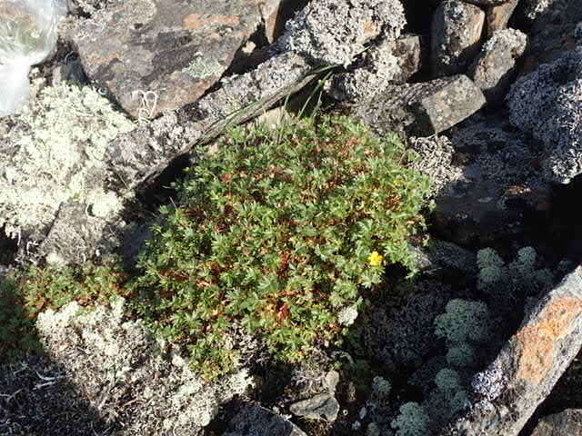 Image de Potentilla elegans Cham. & Schltdl.