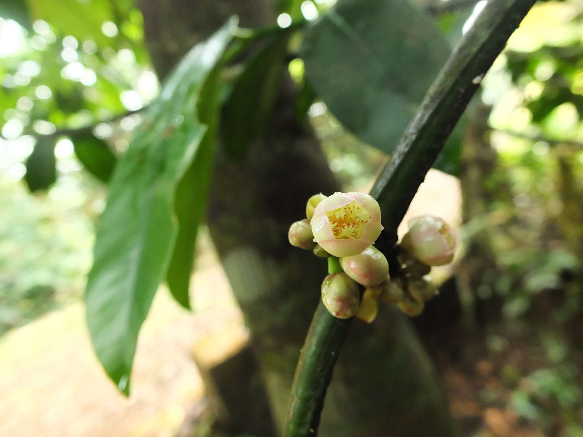 Image of Garcinia talbotii Raiz.