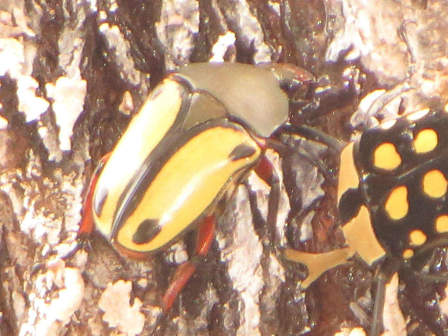 Image of Eudicella smithii (MacLeay 1838)