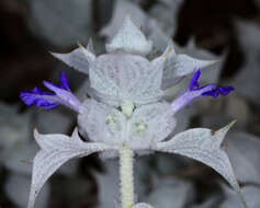 Imagem de Salvia funerea M. E. Jones