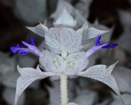 Image of woolly sage