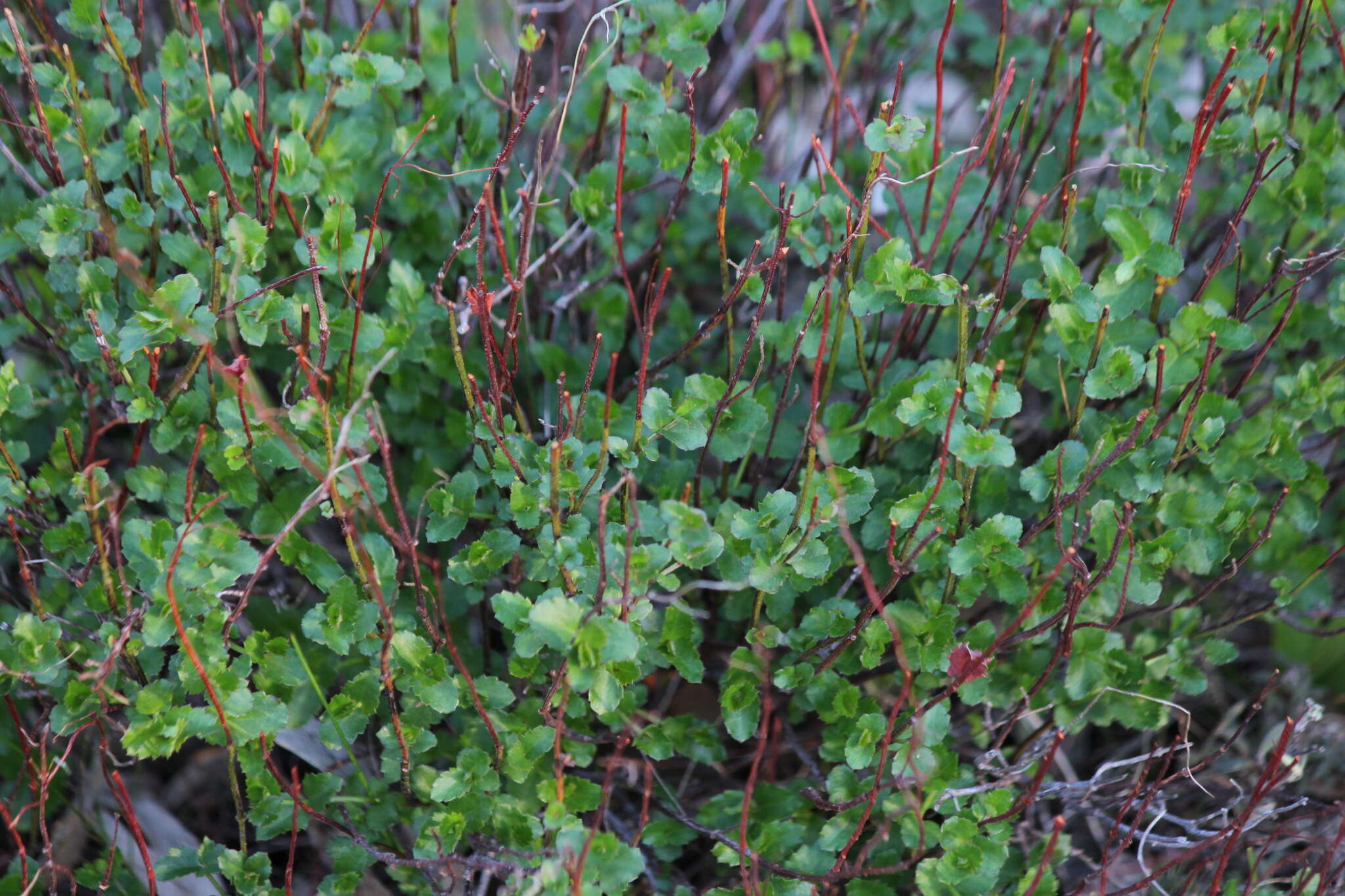 Image of Gonocarpus mezianus (Schindl.) Orchard