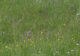 Image of Speckled Ground Squirrel