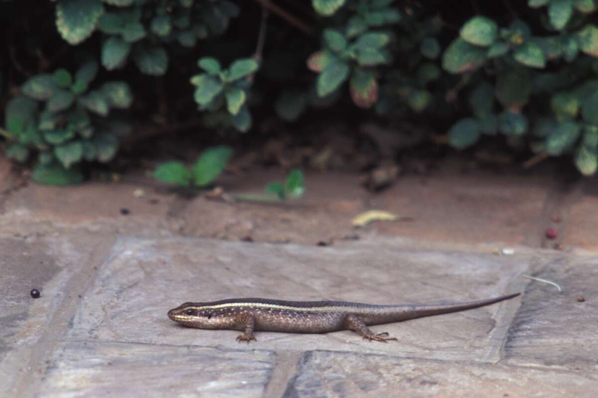 Image of Trachylepis striata (Peters 1844)