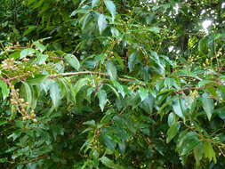 Imagem de Prunus lusitanica L.