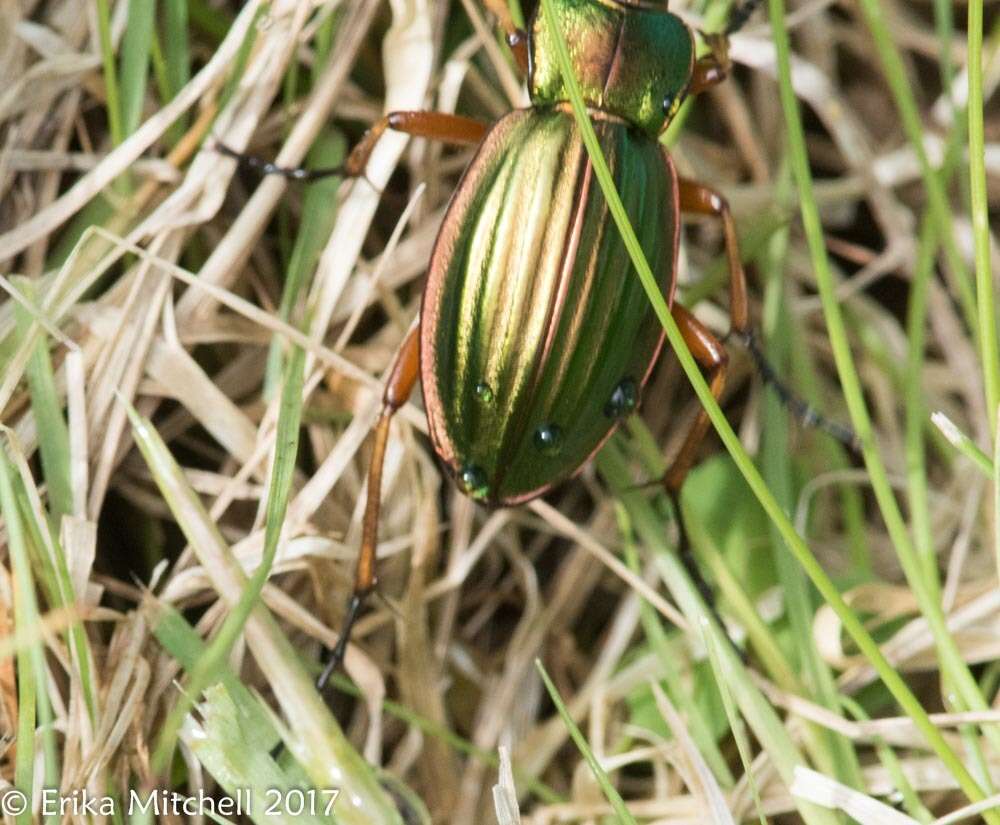 Imagem de Carabus (Tachypus) auratus Linnaeus 1760