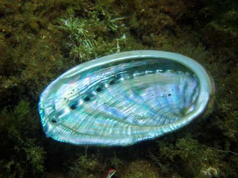 Image of Abalone