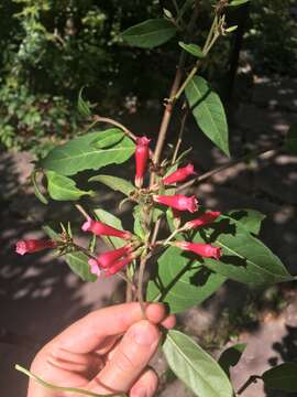 صورة Cestrum fasciculatum (Schltdl.) Miers