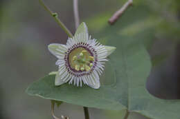 Слика од Passiflora exsudans Zucc.