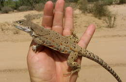 Image of Cope's leopard lizard