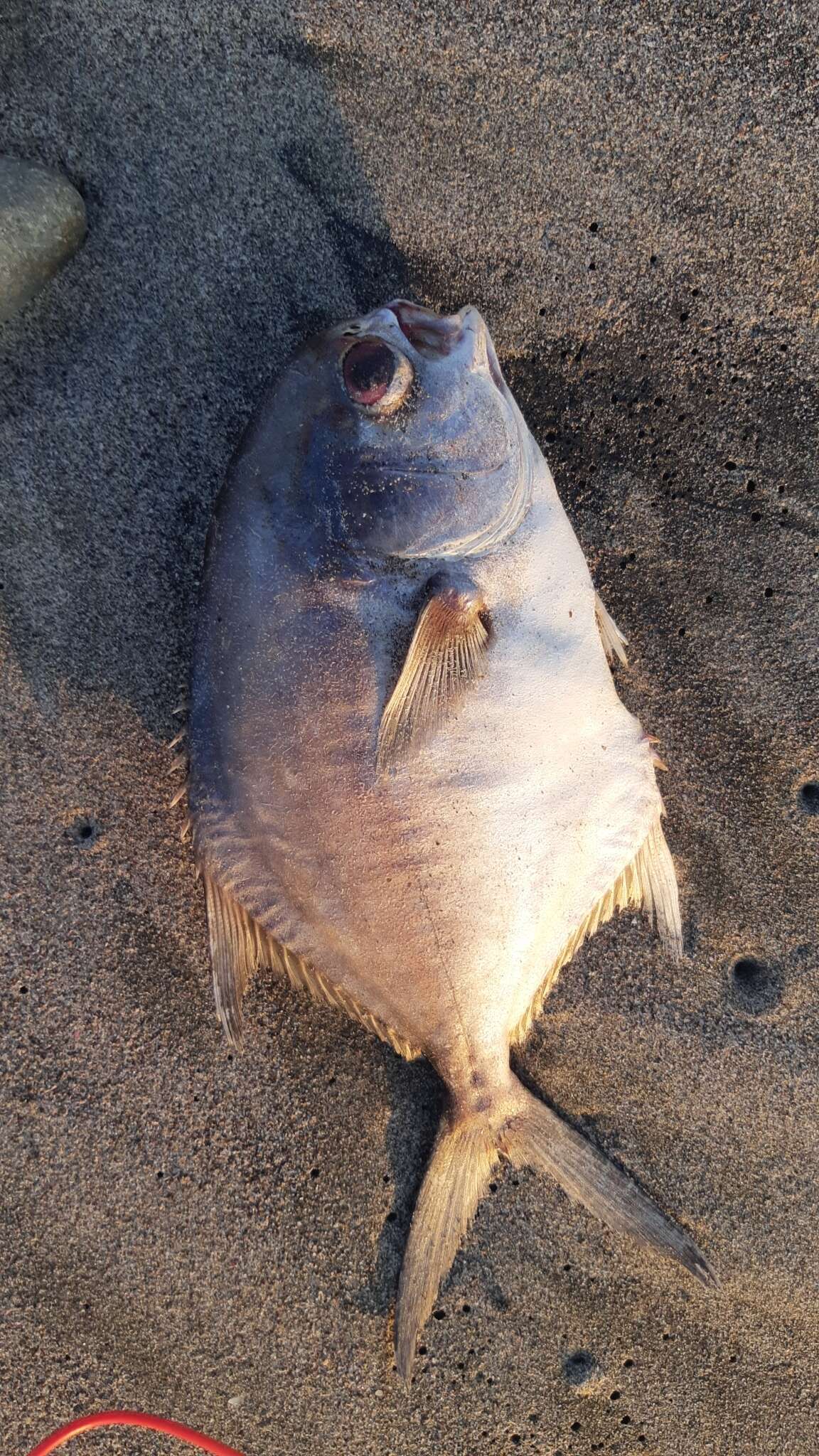 Image of Blackblotch pompano