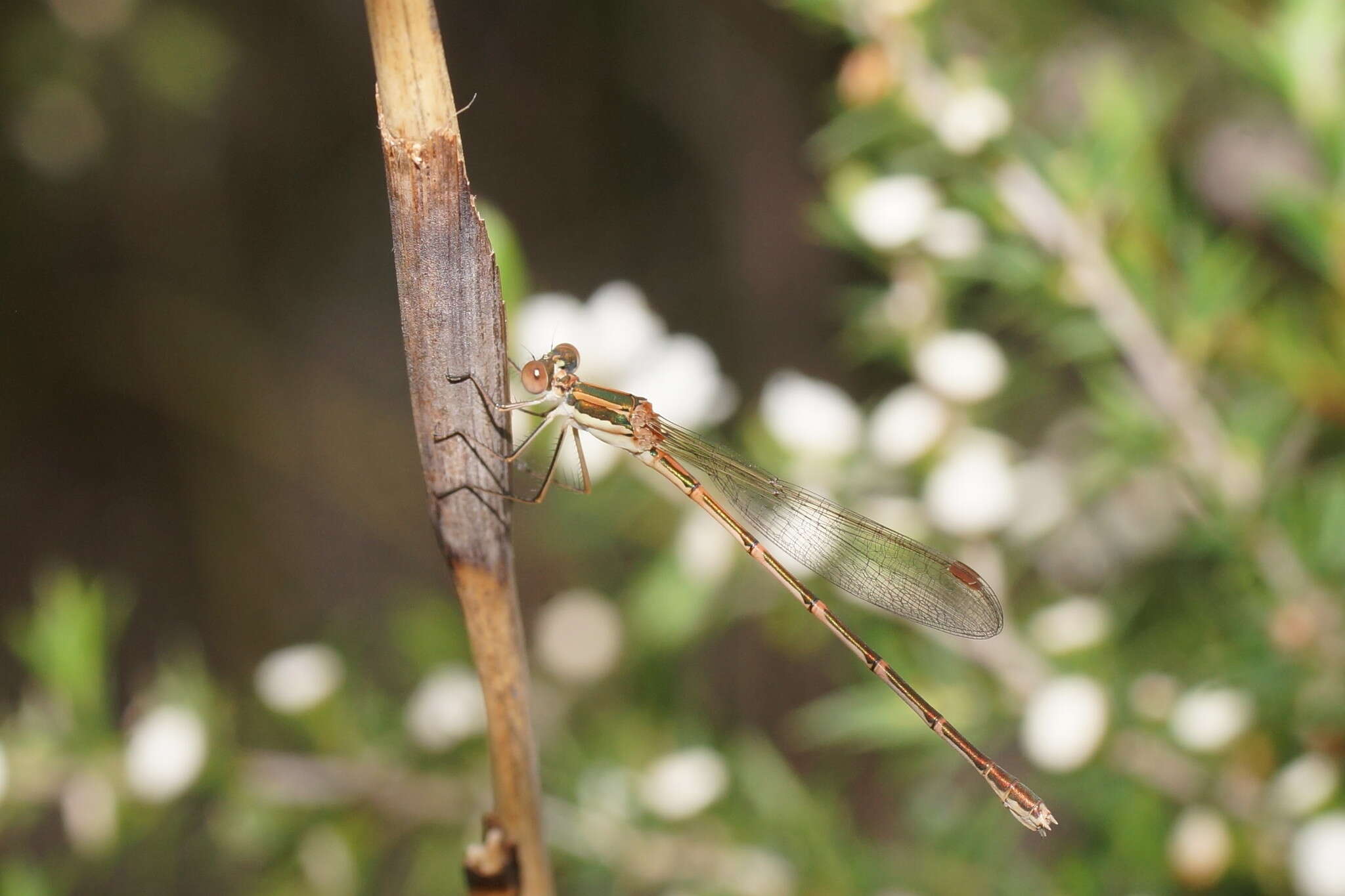 Image of Austrolestes analis (Rambur 1842)