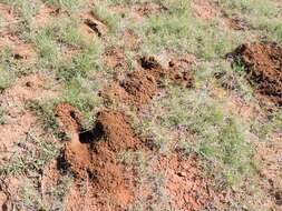 Image of Plains Pocket Gopher