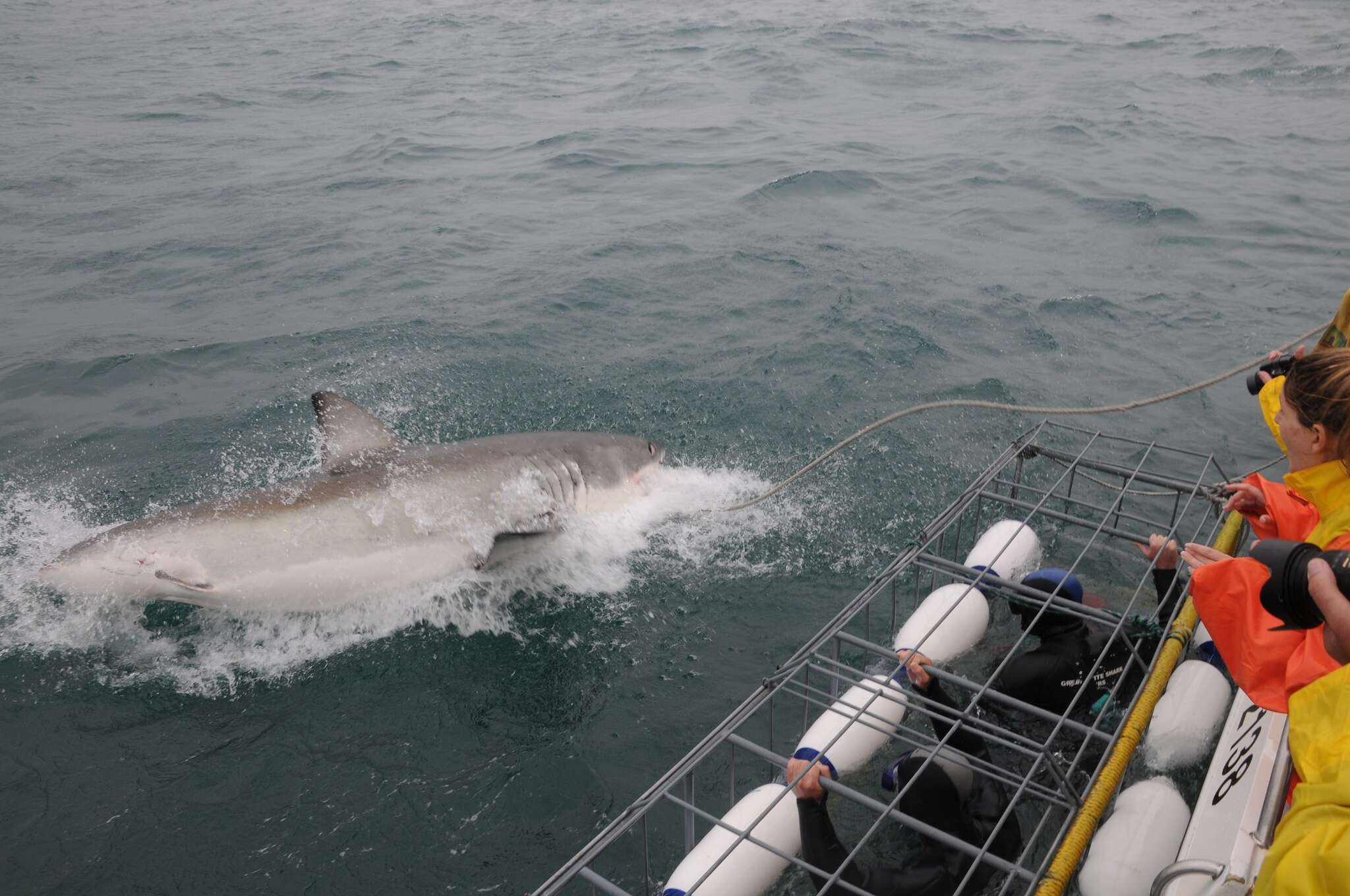 Image of Carcharodon