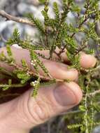 Image of Micromyrtus delicata A. R. Bean