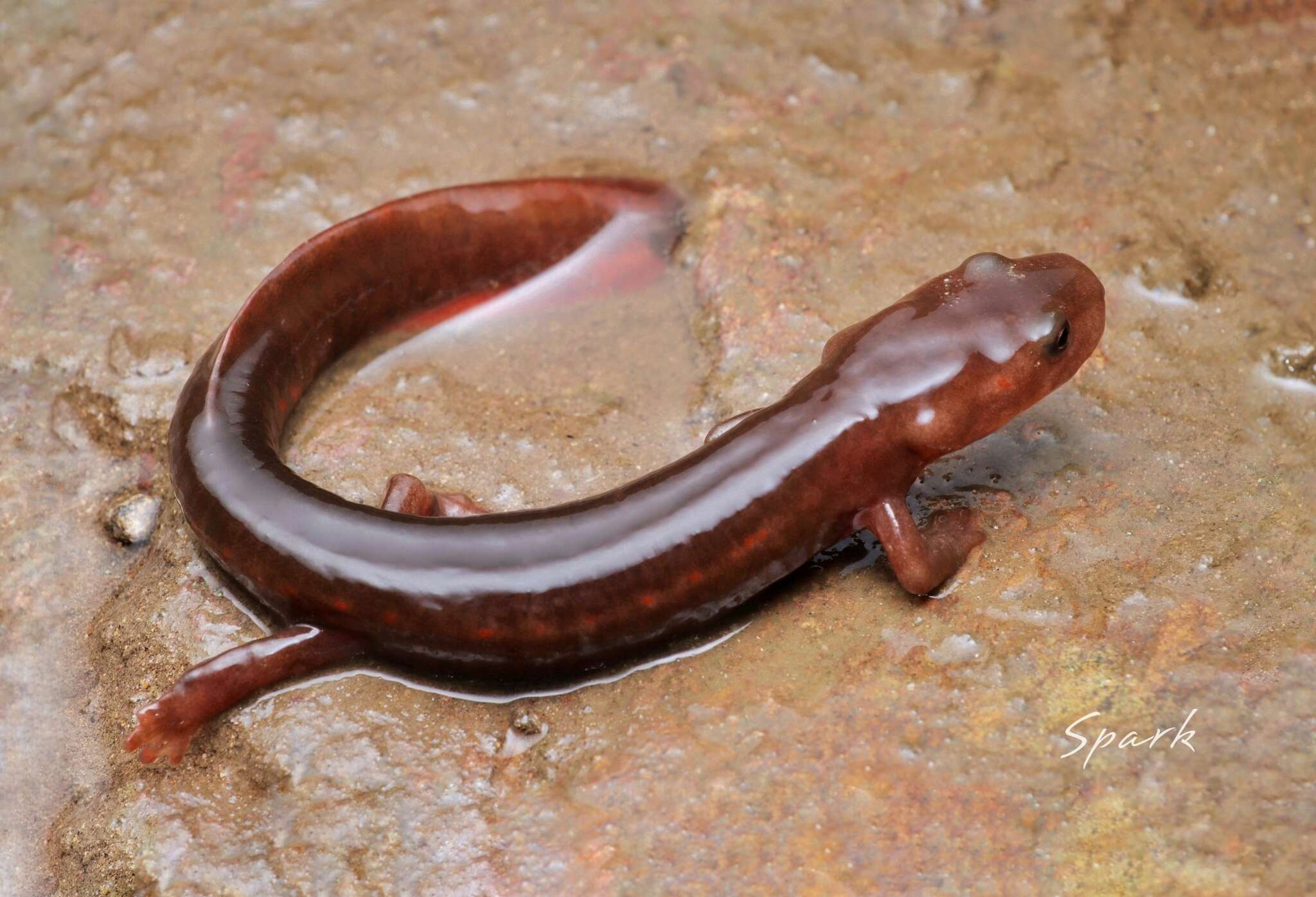 Image of Pachytriton granulosus Chang 1933