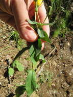 Image of Canadian hawkweed