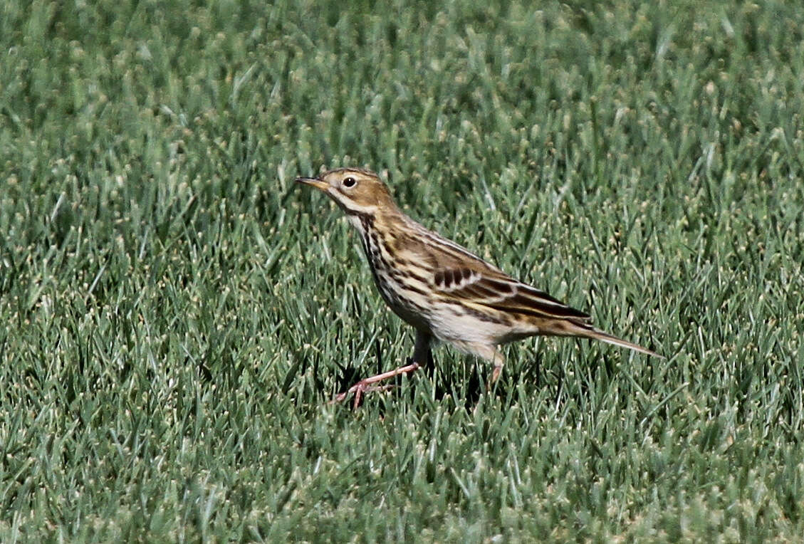 Image of Red-throated Pipit