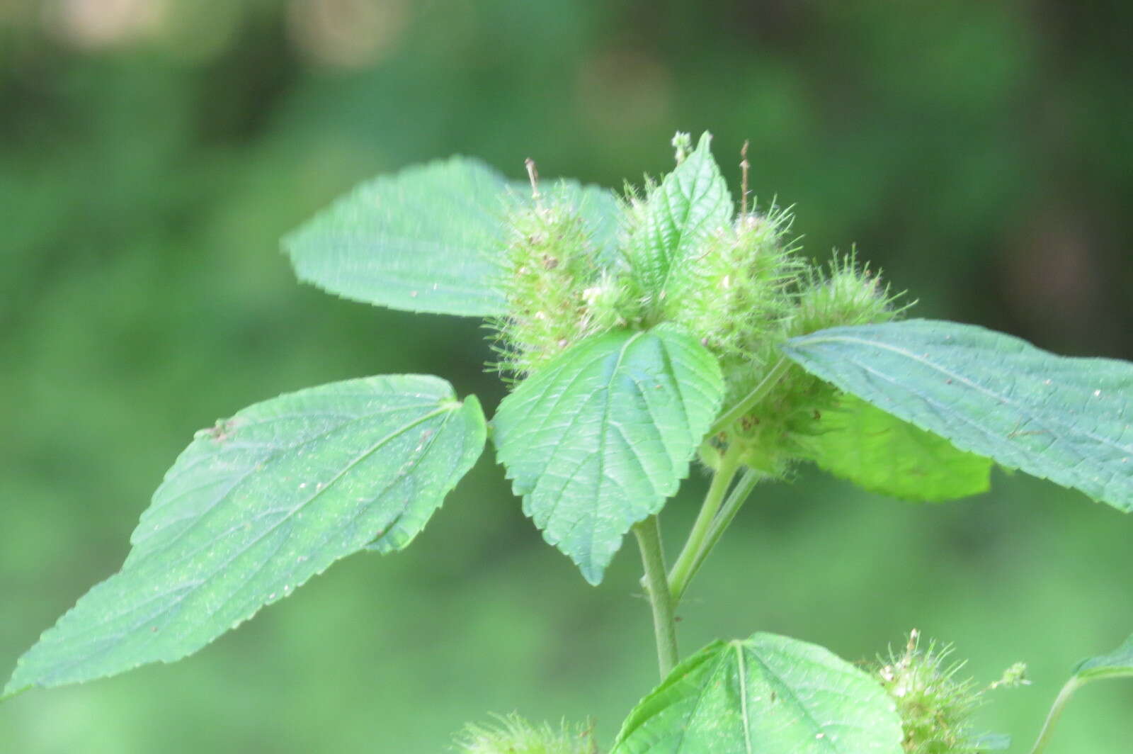 Image de Acalypha aristata Kunth