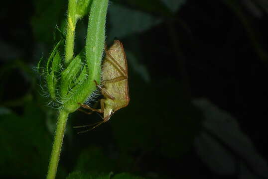 Image of One Spotted Stink Bug