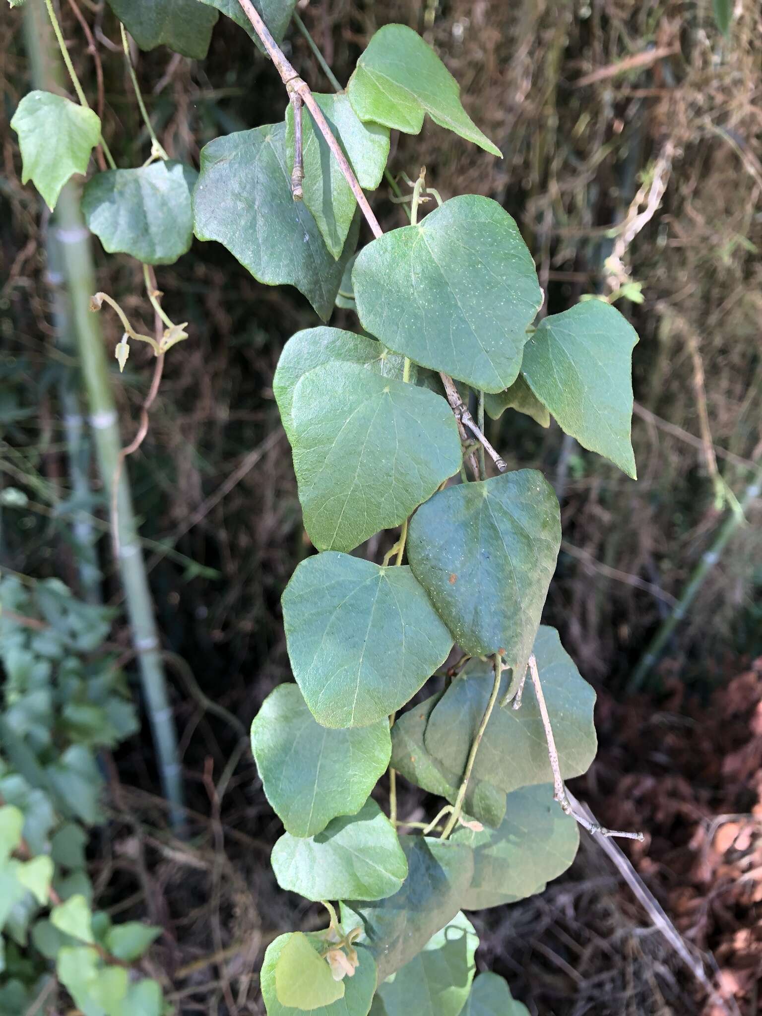 Image de Cyclea ochiaiana (Yannam.) S. F Huang & TC. Huang