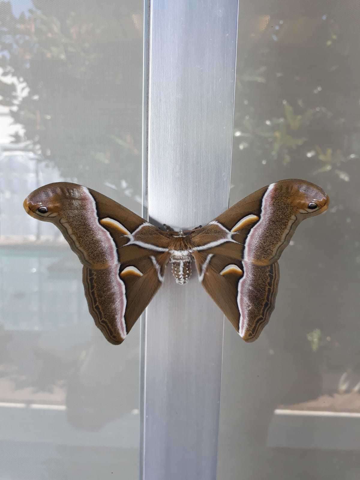 Image of Ailanthus Silkmoth