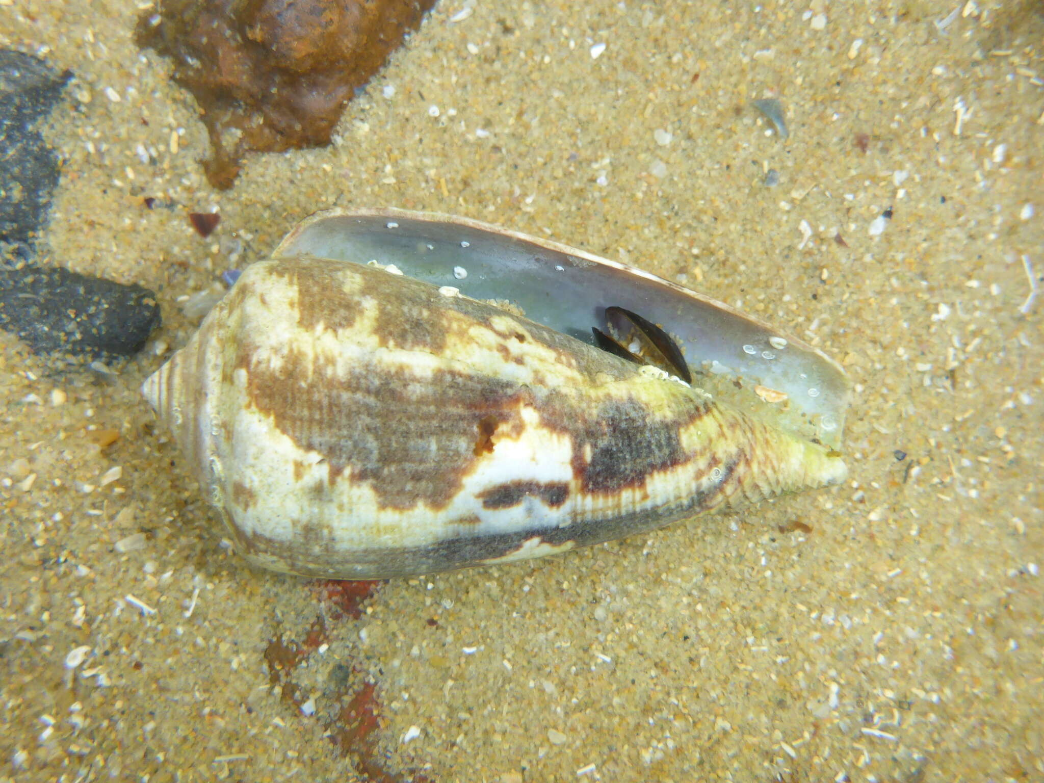 Image of Anemone Cone