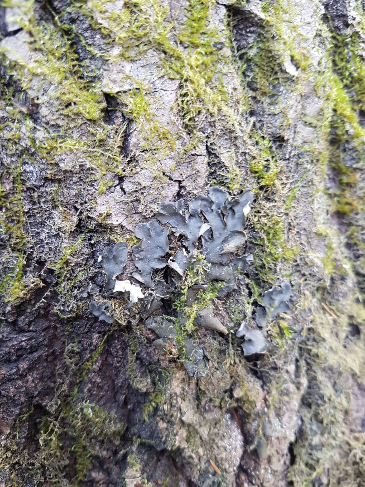 Image of Bearded jellyskin