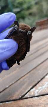 Image of Madeira Pipistrelle