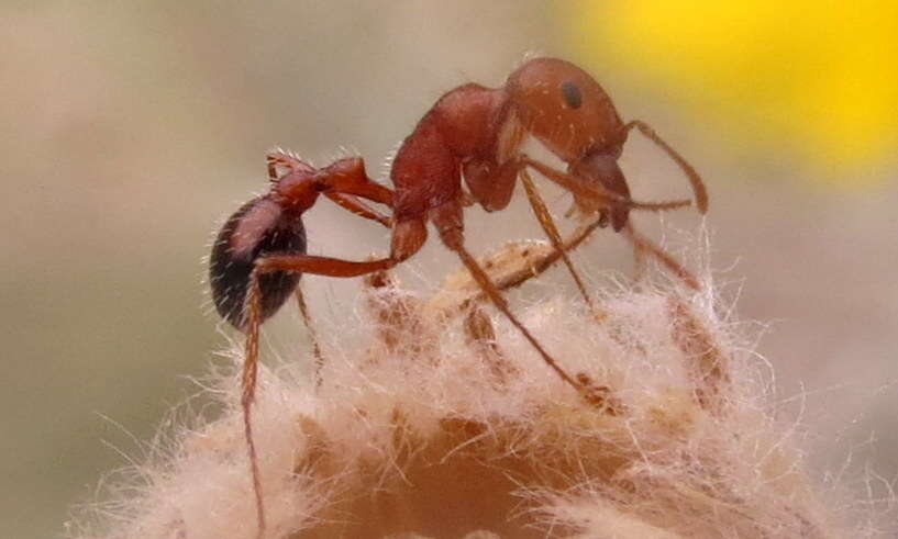 Image of California Harvester Ant